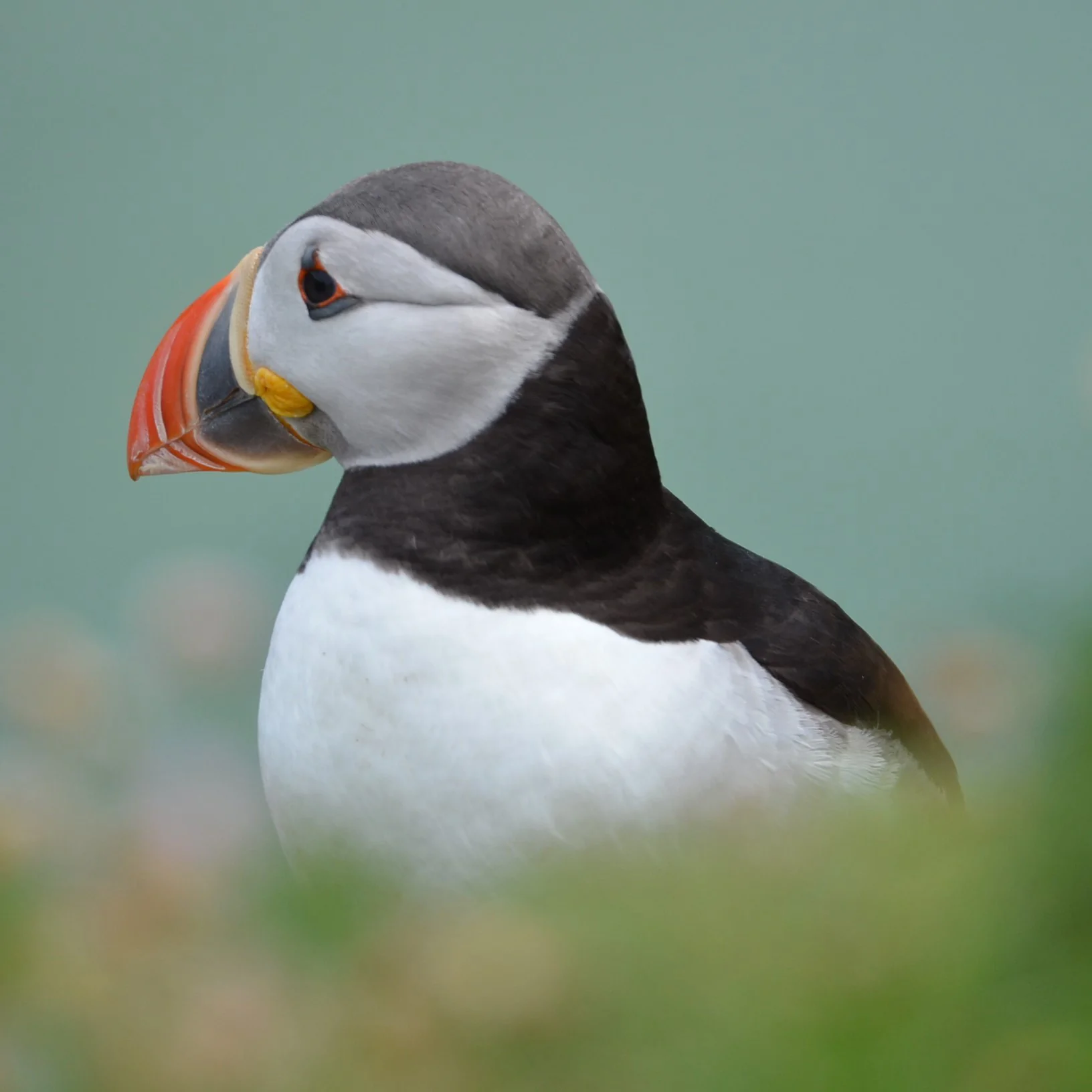 Puffins, Seals and Lighthouses Tour